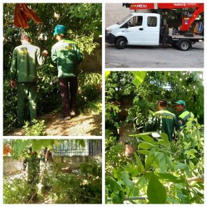 Работники „Spații verzi” убрали на территории лицея дерево, которое представляло опасность