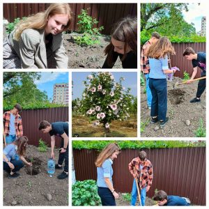 Выпускники лицея сегодня посадили куст гибискуса с надеждой, что он вырастет таким же красивым