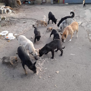 Добро начинается с каждого из нас